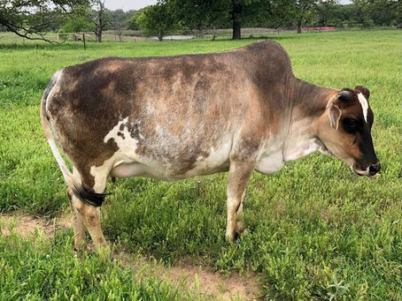 2024 calving season will start soon!