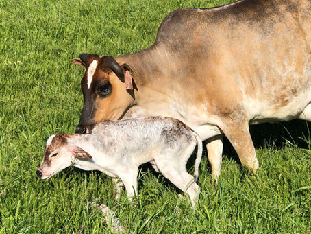2024 calving season has started!