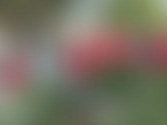 Dine Out, OC District, and Naples Plaza Median