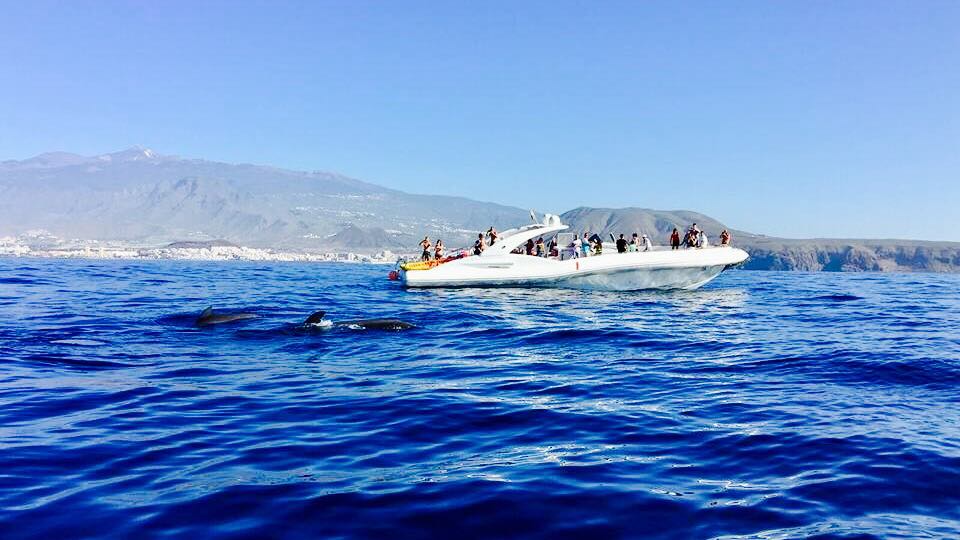 Dolphins jumping in Puerto Colon Tenerife
