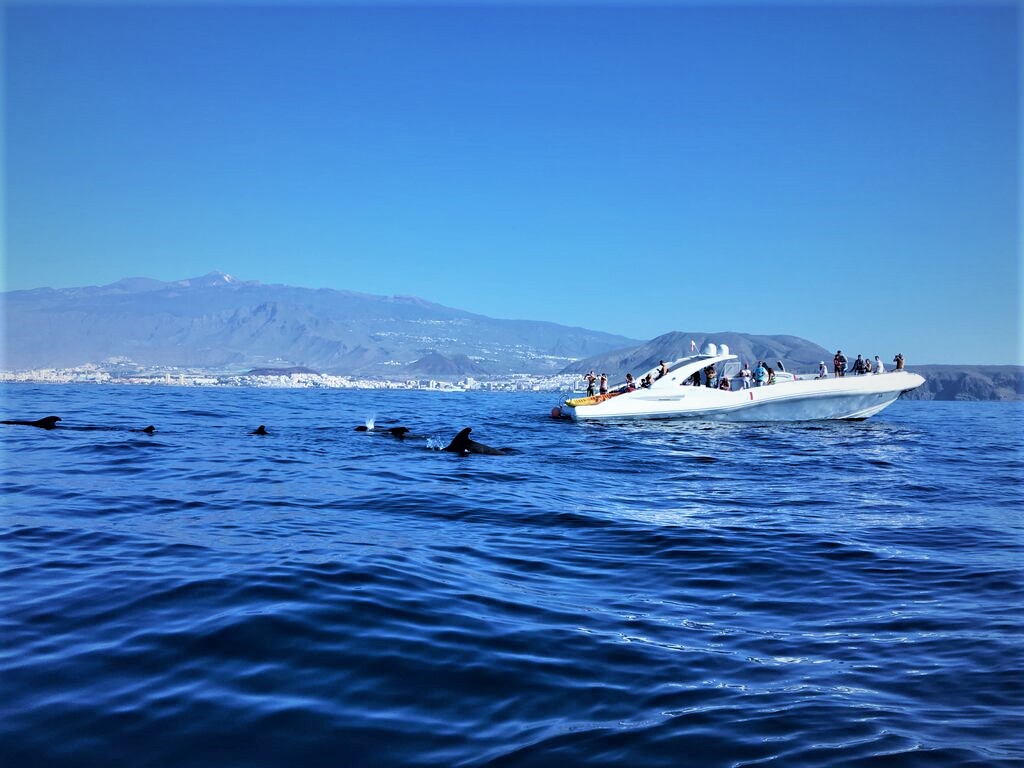 Beautiful whale watching catamaran in Tenerife