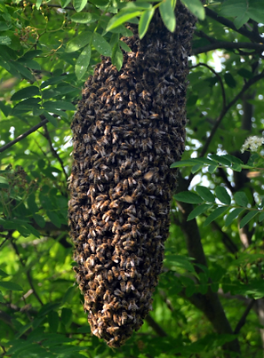 Bienenschwarm