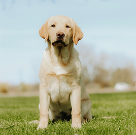 Yellow Labrador sitting down in grass, full body 