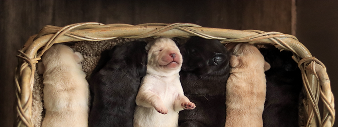 Labrador Retriver Black and Yellow CKC Registered puppies sleeping in basket