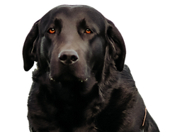 Black Labrador Retriever Nova