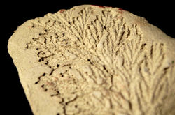 Moulage feuille 2