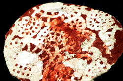 Pigment dentelle 4