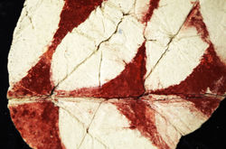 Pigment feuille 6