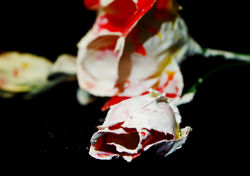 Roses 6
