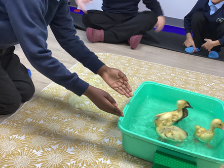 The Ducklings have Visited Class 8