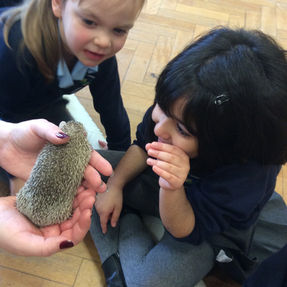 Animal Man Visit to Early Years