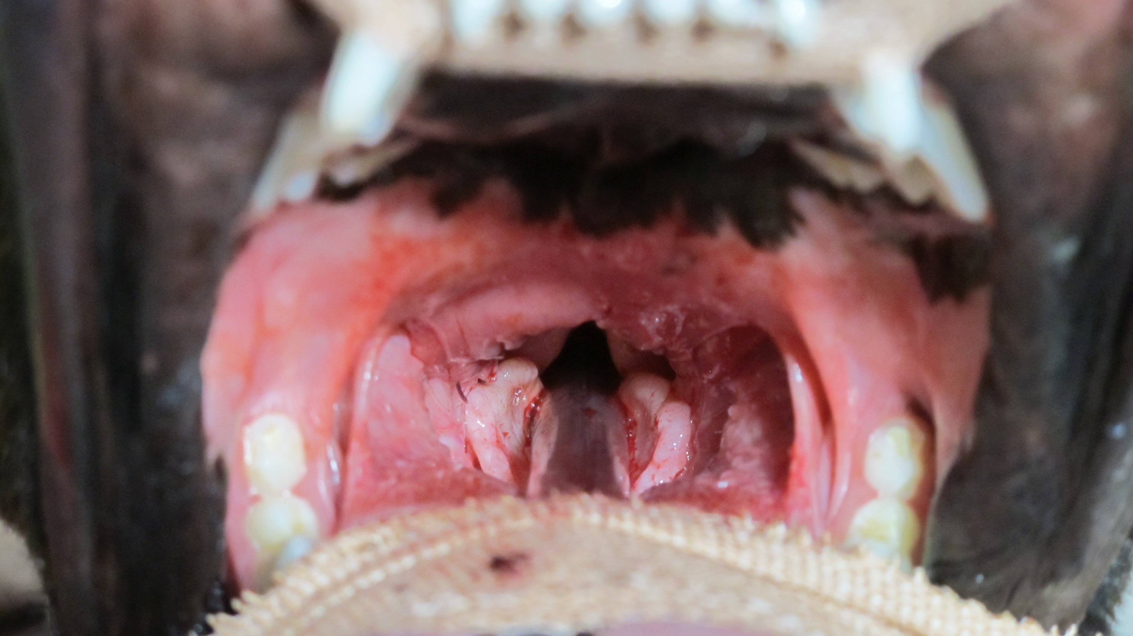 Brachycephalic Airway Syndrome Dogs breathing difficulties