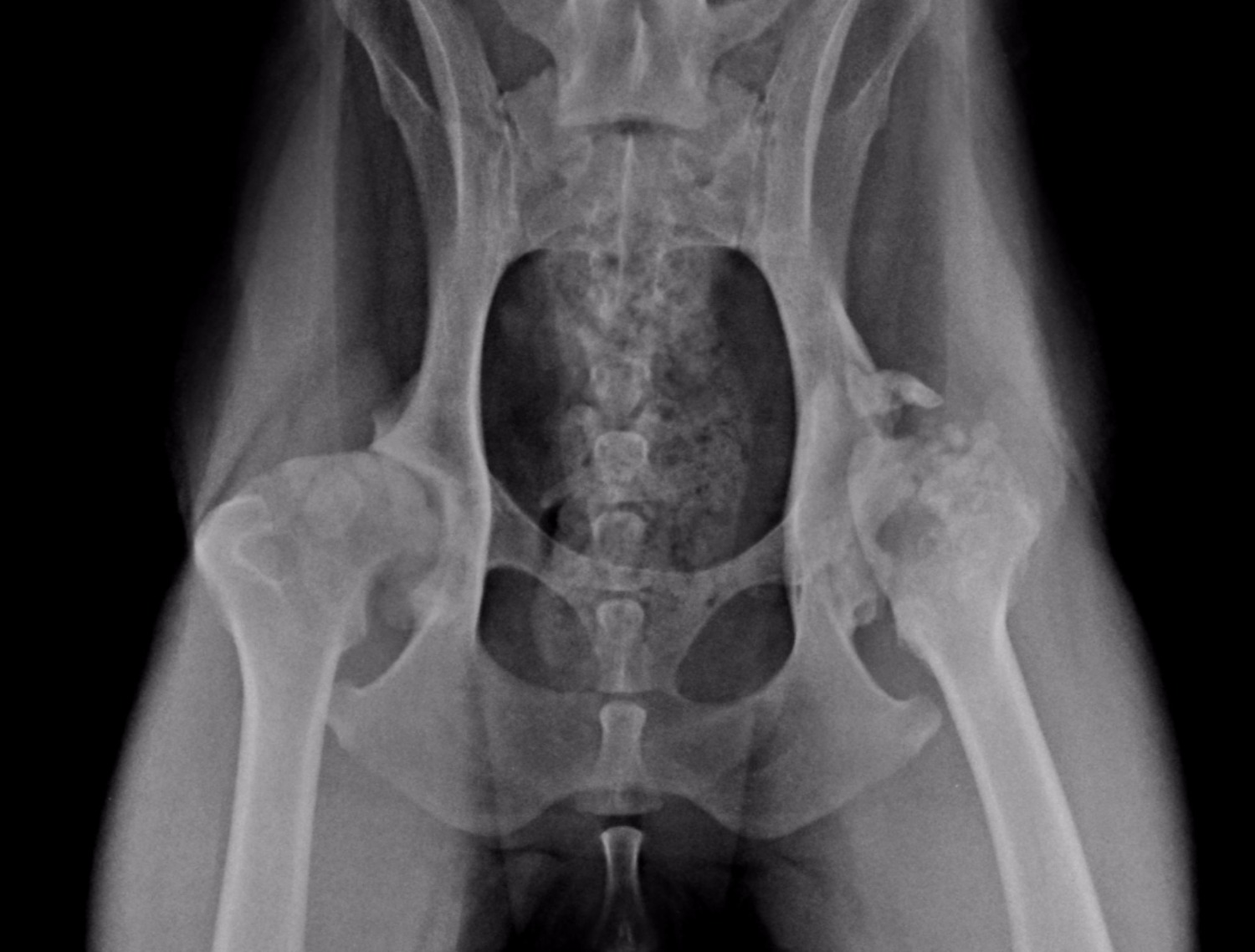 Hip Dysplasia advancedvetsurgery