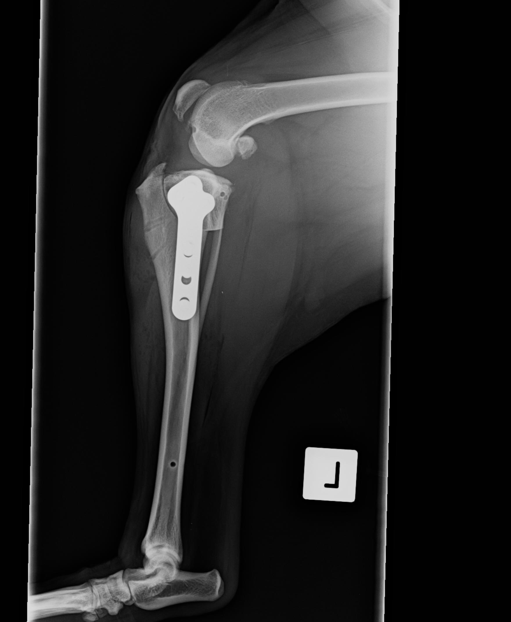 Late meniscal Injury Medial Meniscus Injury Dog Cruciate Surgery