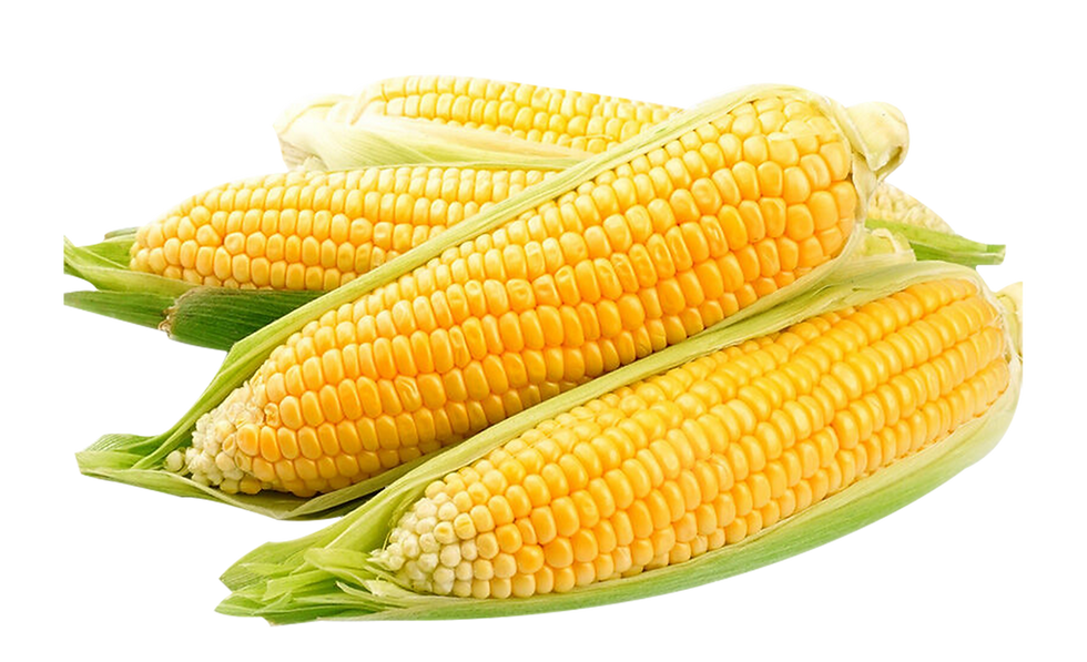 Sweet Corn