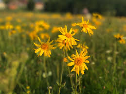 Arnica: Nature’s First Responder in Flower Form