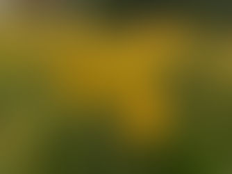 Arnica: Nature’s First Responder in Flower Form