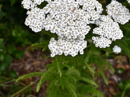 Yarrow