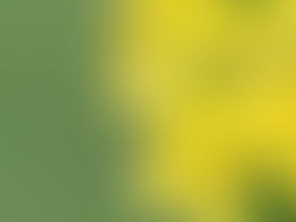 St. John’s Wort: Sunshine for Your Nerves and Spirit