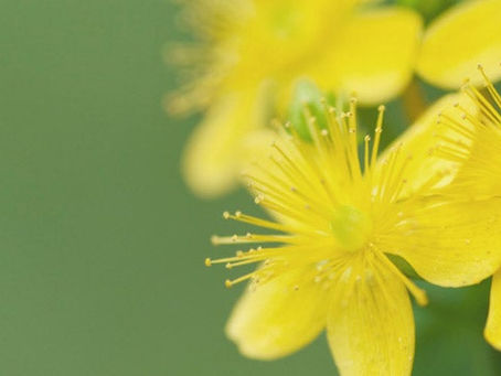 St. John’s Wort: Sunshine for Your Nerves and Spirit