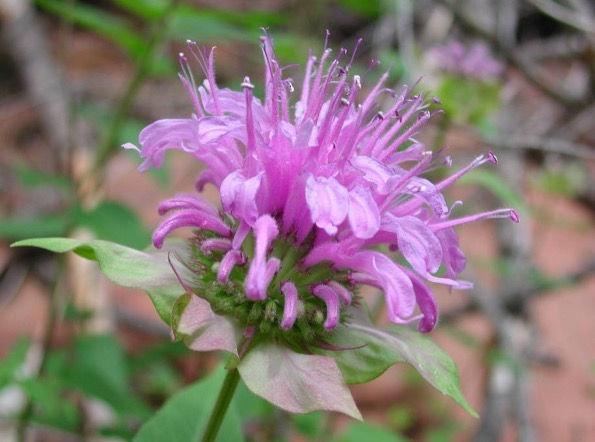 Bee Balm Flower