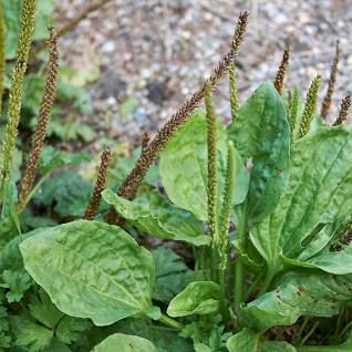 Plantain Herb Benefits - Nature's Healing Remedy