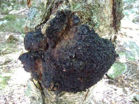 Chaga: The Charcoal-Tough Fungus for Immune Resilience, Cancer Support & Longevity- Part Five