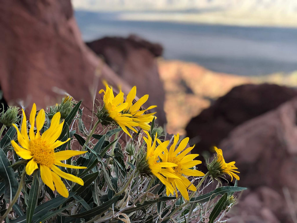 Wildflowers in the Moab desert