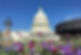 tulips capitol.JPG