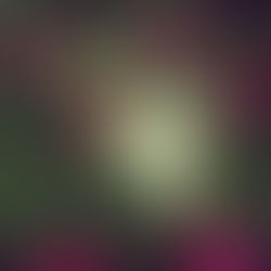 Temples - Paraphernalia