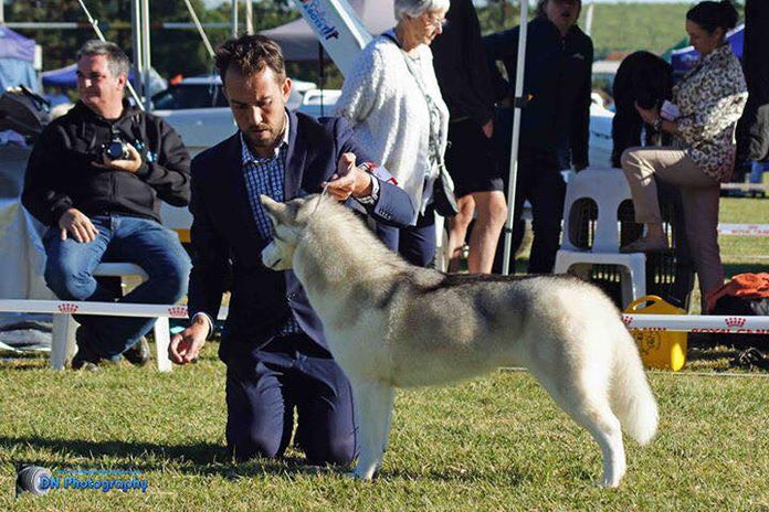 Siberian Husky dog show; handler presenting
