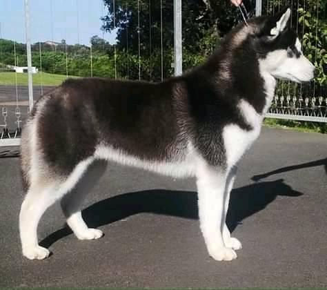 Black and white Siberian Husky dog