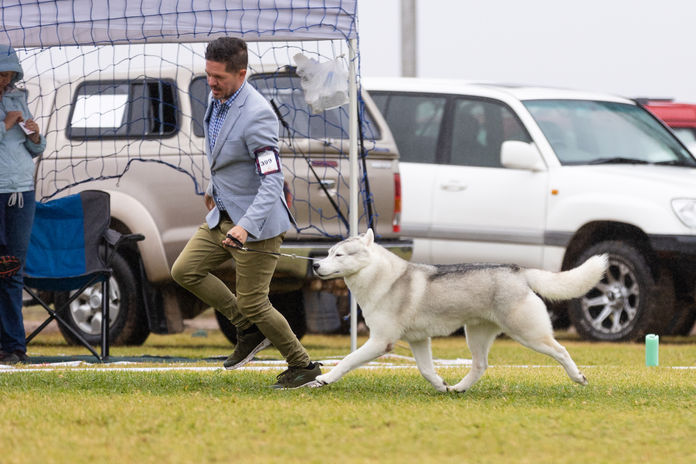 Man handling a Siberian Husky in a dog show