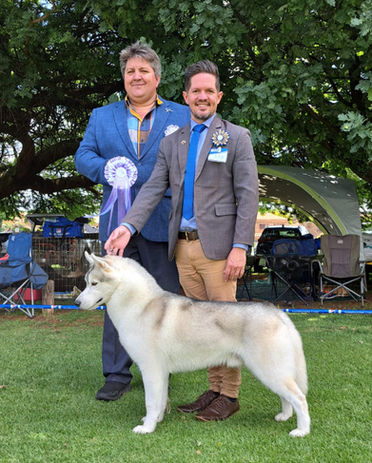 Siberian Husky winning Best in Show with handlers