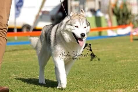 Siberian Huskies, SpiritKeeper Siberian Huskies, KUSA Registered