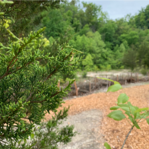 Off-Trail Adventures at Ijams (Youth & Family Programs)