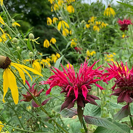 Bee Balm and Grey-Headed Coneflower.jpeg