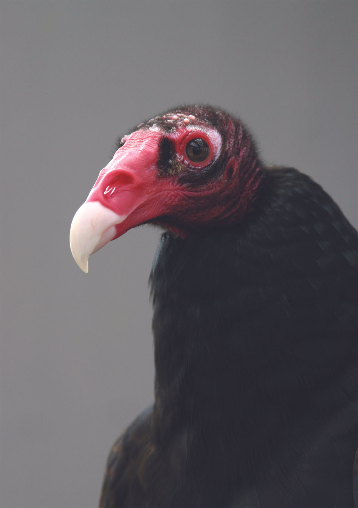 Zoe - Turkey Vulture