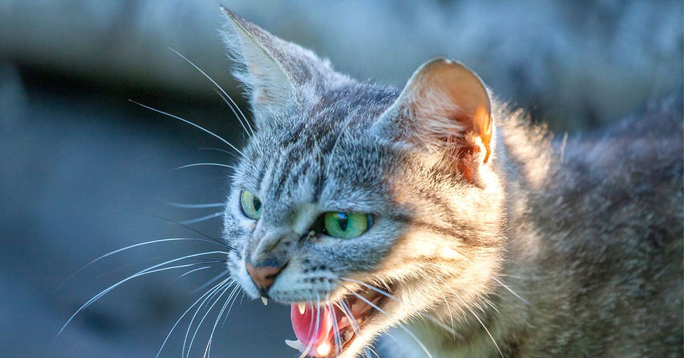 Kızgın bir tekir kedi hıslıyor.