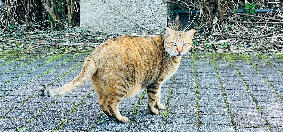 Hamile bir yetişkin tekir kedi sokakta ayakta duruyor.