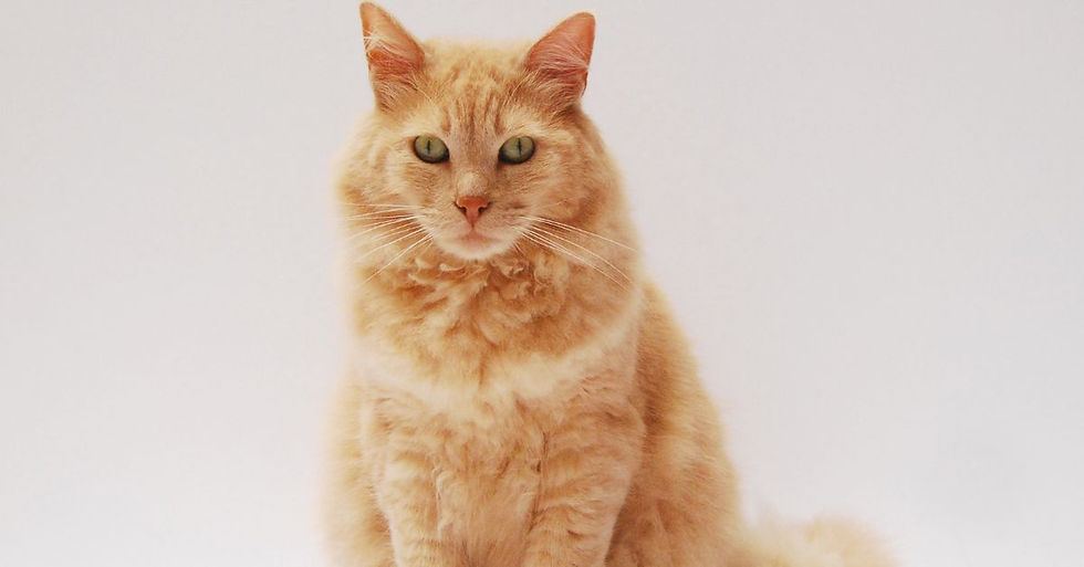 Harika bir yetişkin sarı kedi oturmuş bakıyor.