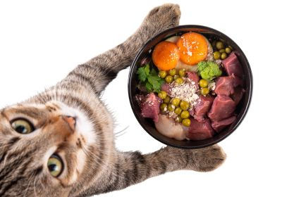 Bir kedi içinde yumurta, et ve sebze olan evde hazırlanmış kedi maması tabağını patileriyle tutuyor