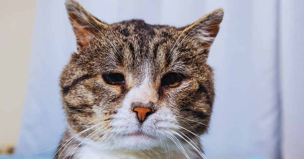 Yaşlı ve hasta tekir kedi mutsuz şekilde bakıyor.