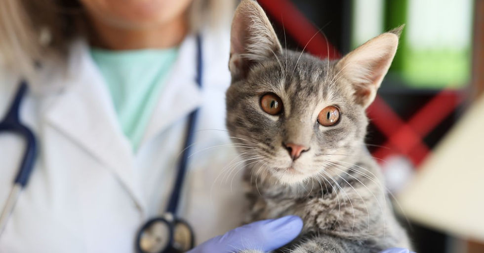 Tekir kedi veteriner hekimin kucağında dikkat kesilmiş bakıyor.