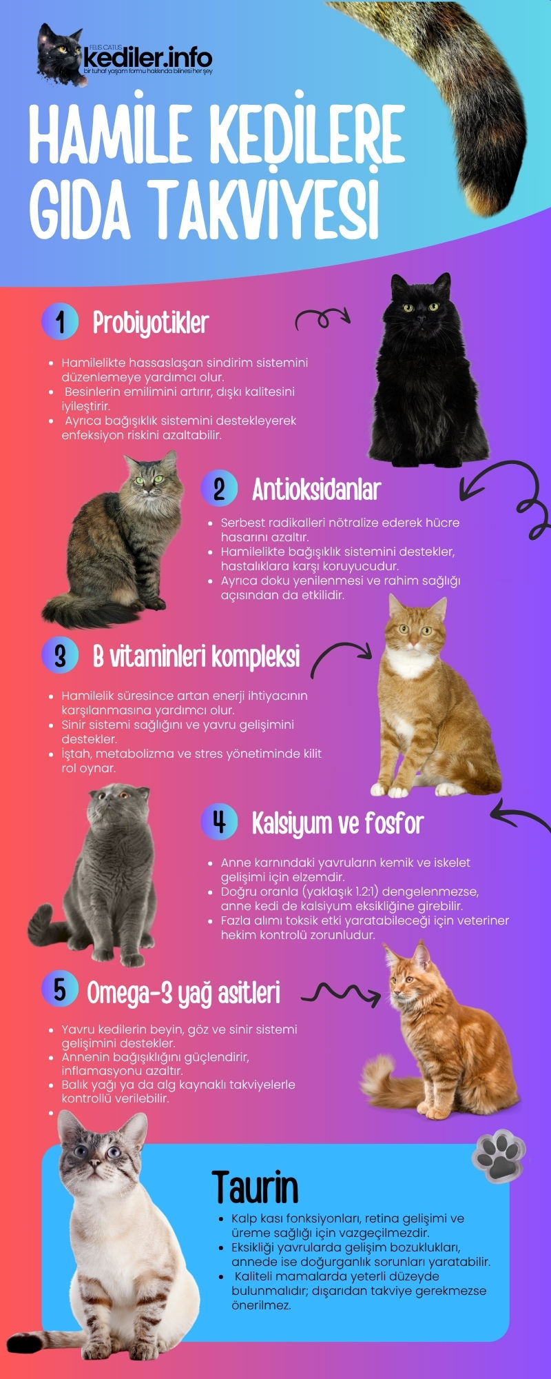 Infografik: Hamile Kedilere Gıda Takviyeleri (Infographics)