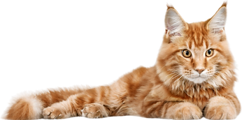 Kedi maması değerlendirme ve puanlama sayfasını temsilen sarman bir kedi yatıyor.