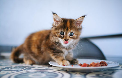 Untitled design (51).jpg