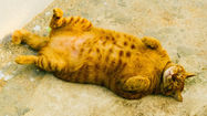 Sarı yetişkin obez kedi sokakta sırtüstü yatmış uyuyor