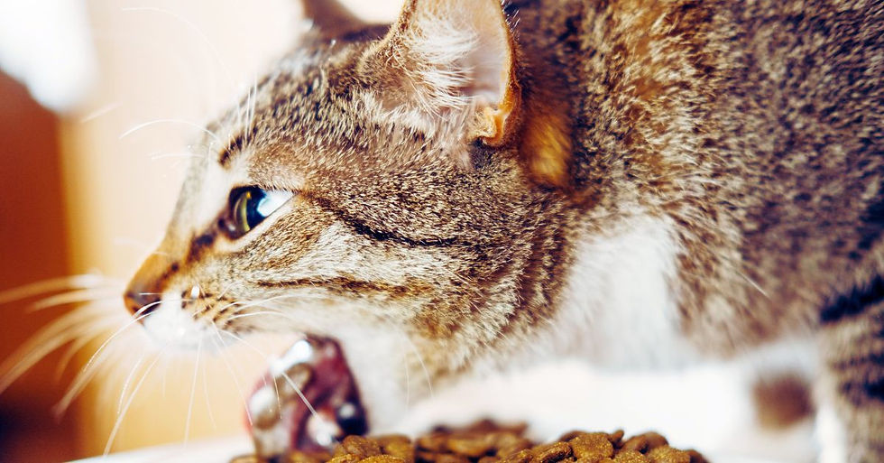 Yetişkin tekir kedi önünde kuru mama varken kusuyor.