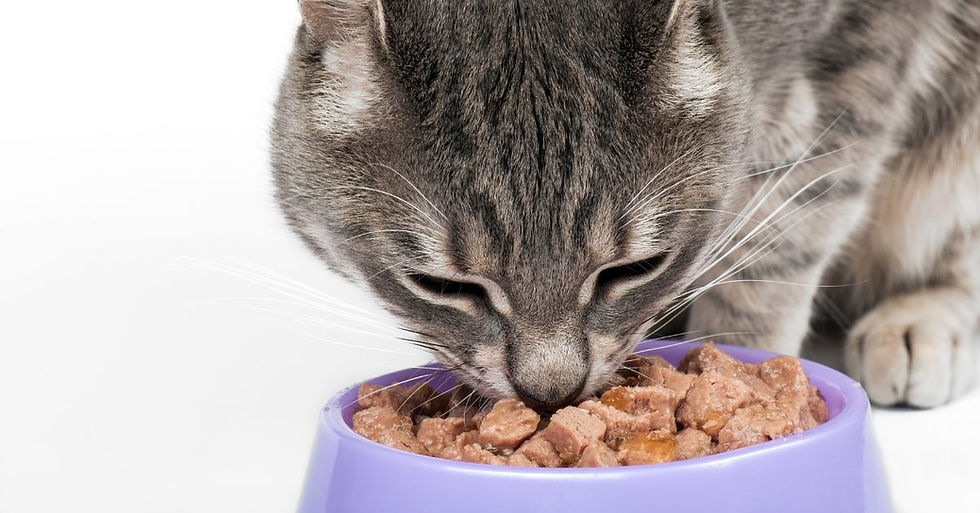 Hipertiroidi Hastası Kedi özel yaş mamasını yiyerek besleniyor.